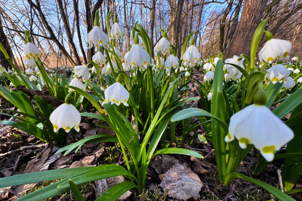 Bledule jarní (Leucojum vernum) v plném květu