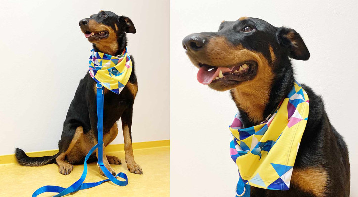 Canisterapeutický pes Hugo je zástupcem plemene beauceron